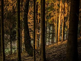 Abendsonne im Fichtenwald