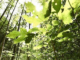 Lichter Laubwald