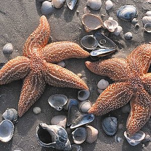 Zwei Seesterne auf dem Wattboden der Nordsee, von Muscheln umgeben, © Föhr Tourismus GmbH/Kai Quedens