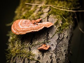 Pilz auf Baum