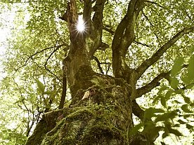 Verwunschener Baum